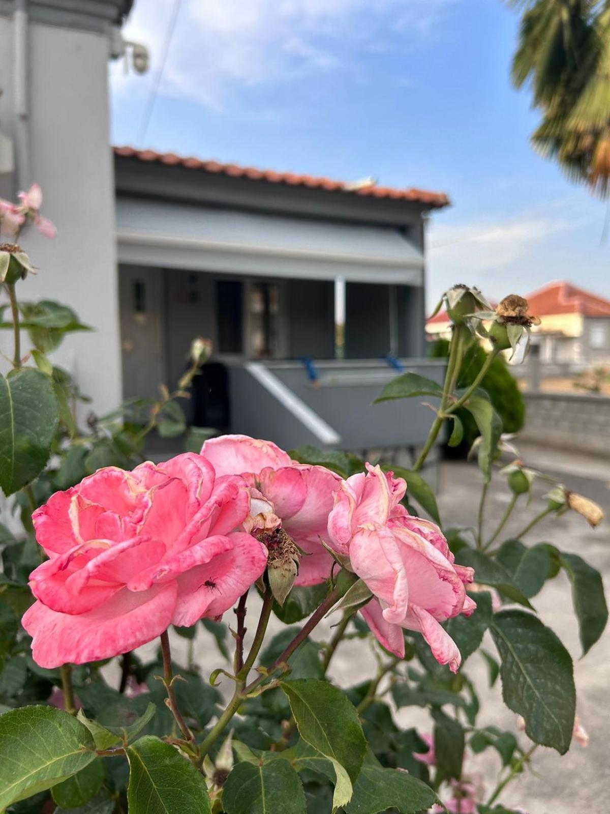 Amaya Pine Rooms Κεραμωτή Εξωτερικό φωτογραφία