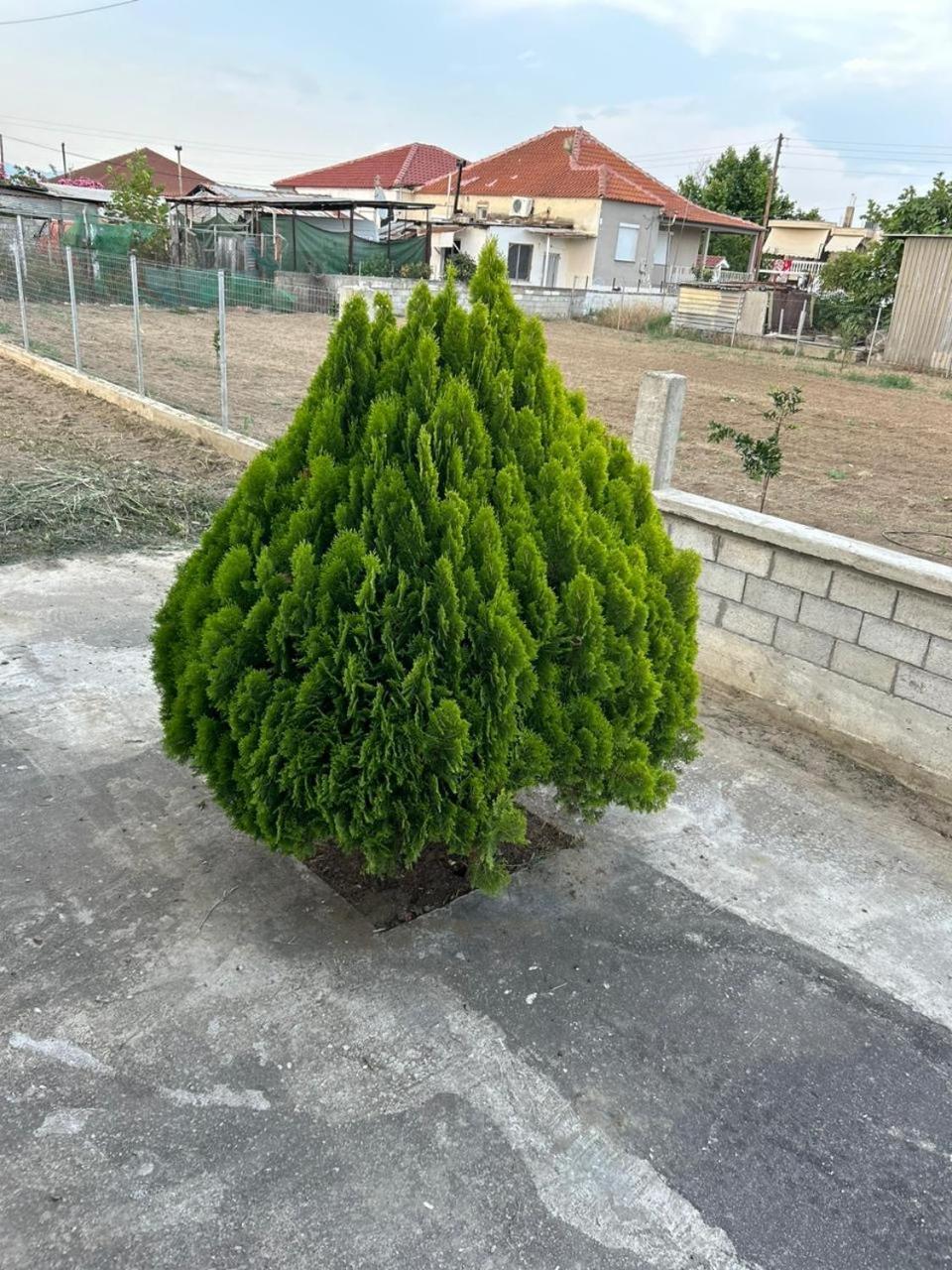 Amaya Pine Rooms Κεραμωτή Εξωτερικό φωτογραφία